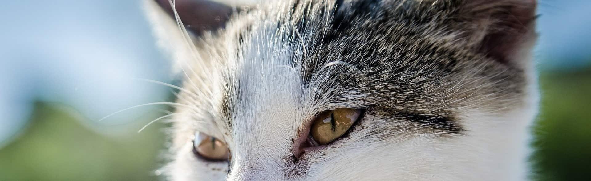 Moens Dirk - Dierenartsen op wazaa