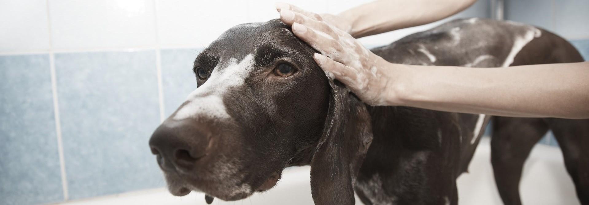 Danckaert ann - honden en kattensalon op wazaa