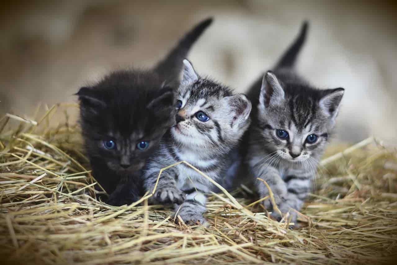 Kittens 3535404 1280 min