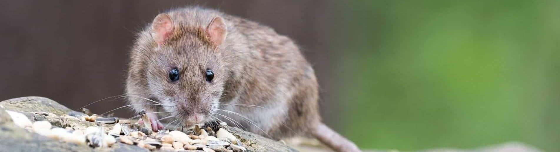 Bug Busters - Zoek een berdijf voor ongediertebestrijding op wazaa