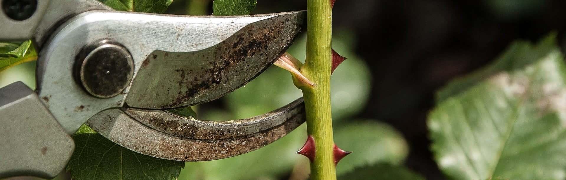 Zoek een tuinman min